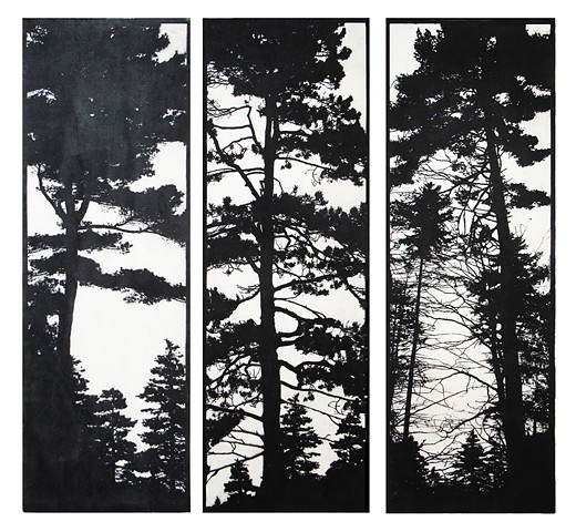 silhouette of pine and spruce trees 