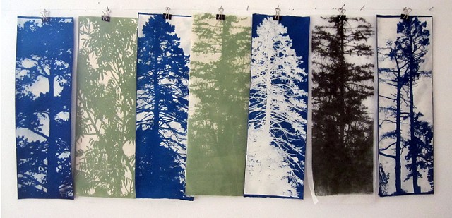 cyanotypes and lithographs of pine trees in blues and greens