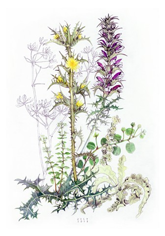 color drawing of july wildflower from the island of Kea, Greece