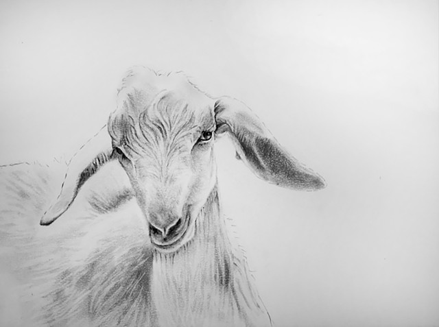 Portrait of a white goat.