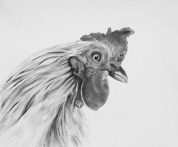Charcoal drawing of a Rooster by Kandy Stern.