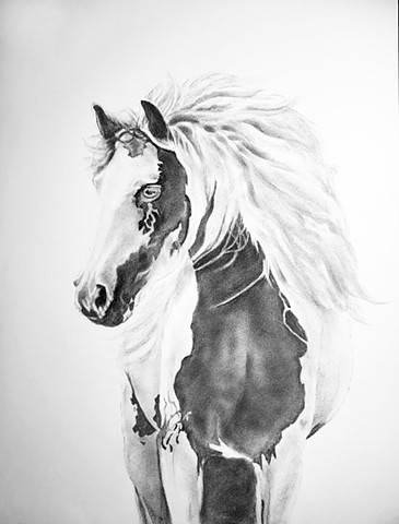Pinto stallion drawn in charcoal on paper by artist, Kandy Stern.