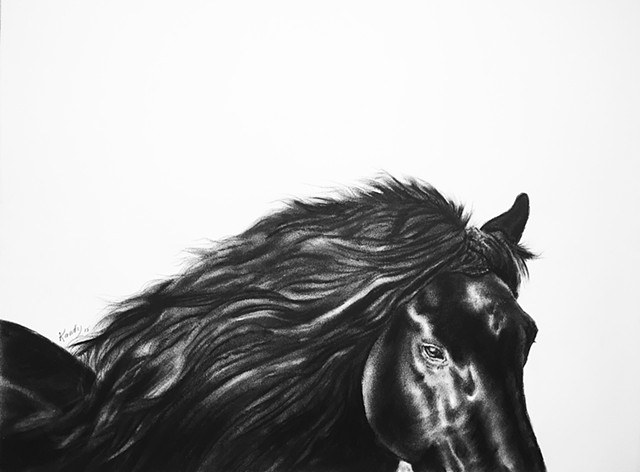 Charcoal drawing of horse head by Kandy STern.