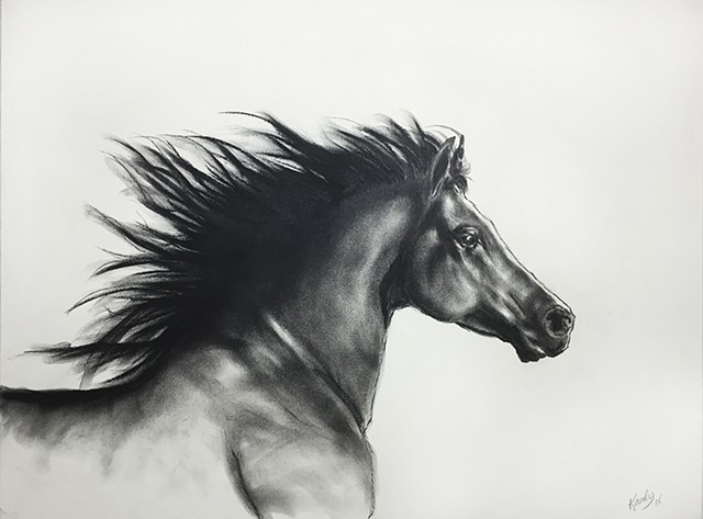 Charcoal drawing of arabian horse running by Kandy Stern.
