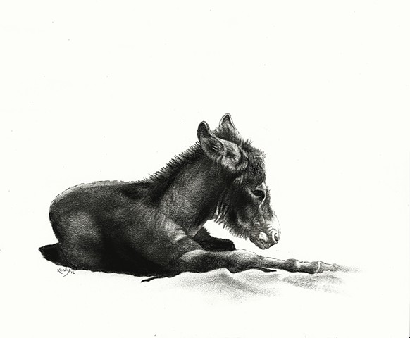 Charcoal drawing of baby miniature donkey by Kandy Stern.