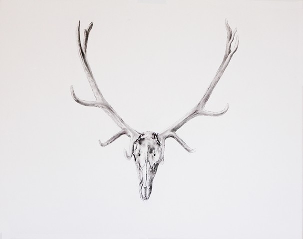 Elk Scull Charcoal on paper, 24 x 19 inches. 