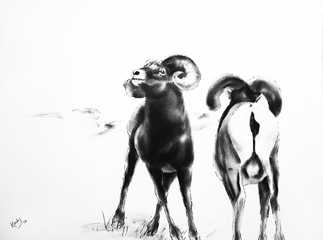 Charcoal drawing of two bighorn sheep by Kandy Stern.