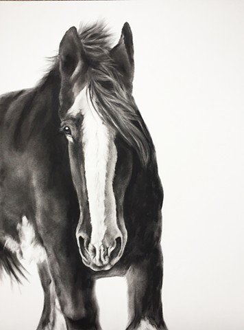 A charcoal drawing of a Clydesdale horse by Kandy Stern.
