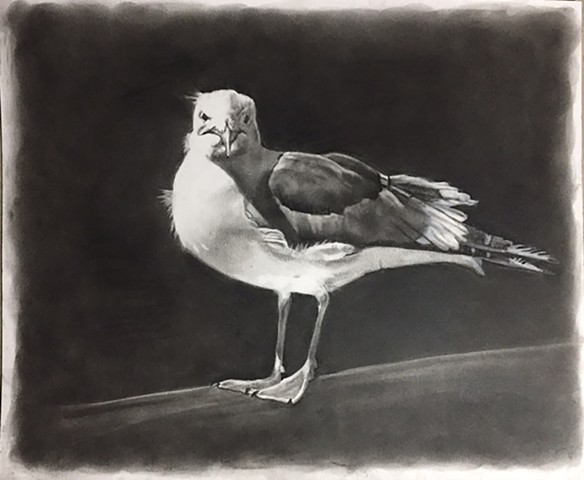 Morrow Bay Gull charcoal on paper, 14 x 17 inches.