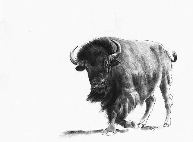 Charcoal drawing of running bison by Kandy Stern.