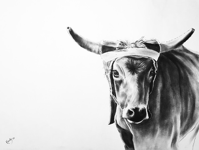 Charcoal drawing of rodeo steer by Kandy STern.