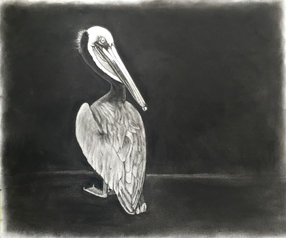Charcoal drawing of a pelican by Kandy Stern.