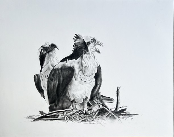 Osprey's New Nest Charcoal on paper, 24 x 18 inches $600.00