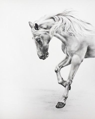 A Charcoal drawing of a running horse by Kandy Stern.