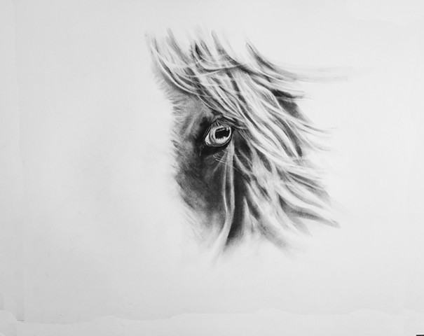 Charcoal drawing of horse eye by Kandy Stern.