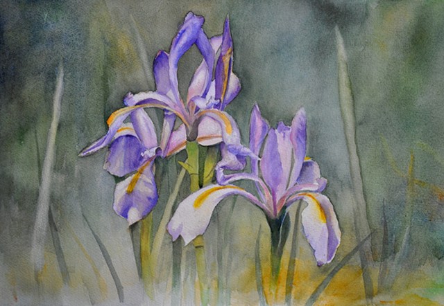 Purple Mountain Iris in Rocky Mountain meadows