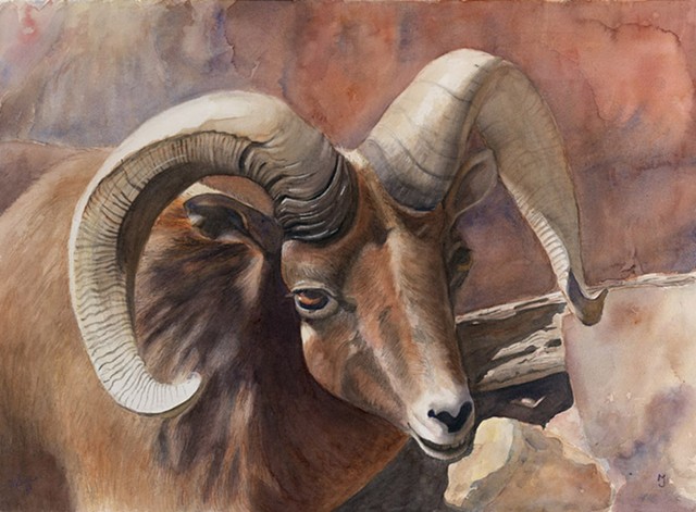 Big Horn Ram in Western United States