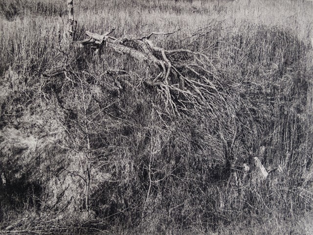 Fallen elm tree in very early sprint in Afton State Park, Minnesota. One-plate polymer photogravure intaglio print on tiepolo paper.