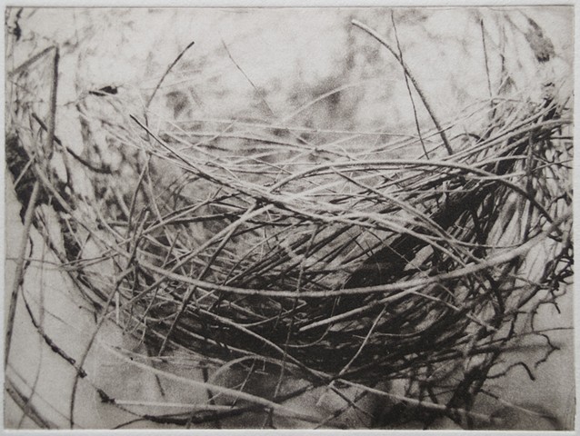 Close up look at a small bird nest. Polymer photogravure one-color print by John Pearson.
