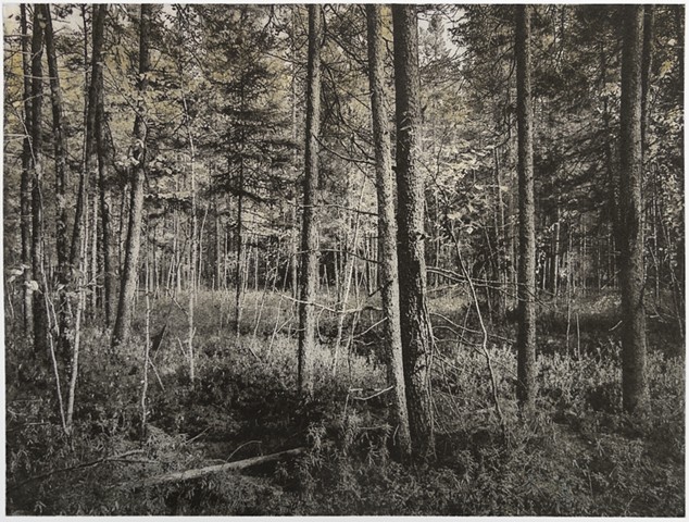 Polymer photogravure print "Kathio Trail 1" by John Pearson