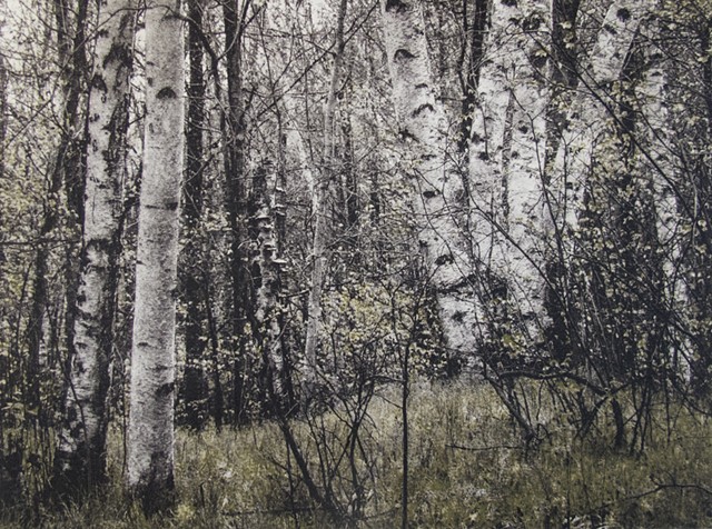 Springtime vew along a trail in Kathio State Park, Minnesota, near Mille Lacs Lake. Two-plate polymer photogravure intaglio print on tiepolo paper..