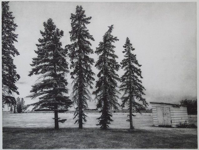 Spruce Trees along the edge of a field in the Red River Valley of North Dakota. A polymer photogravure print by John Pearson on pescia paper.