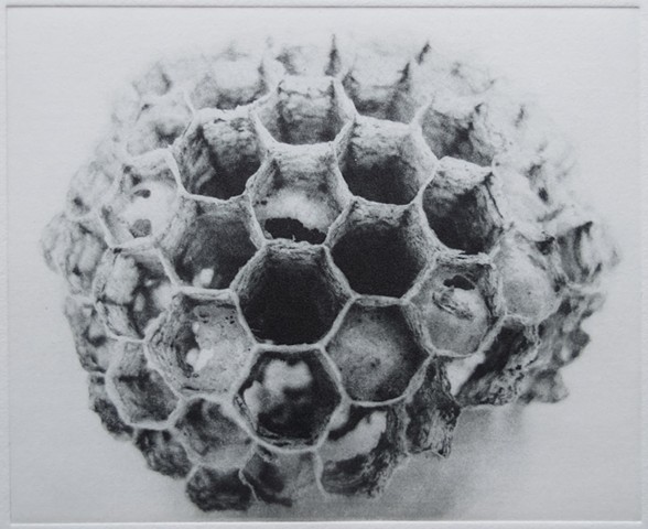 A small paper wasp nest. Polymer photogravure print in one color by John Pearson.