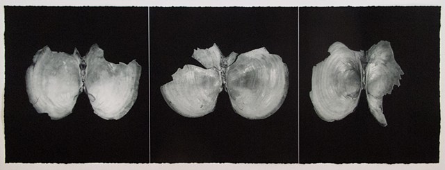 Mussel Remains (Triptych)