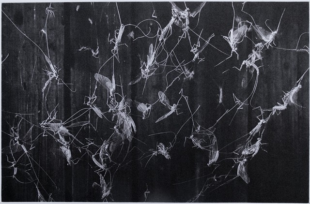 Mayflies caught in a spider's web are bright against a dark woodshed wall. Polymer photogravure print by John Pearson