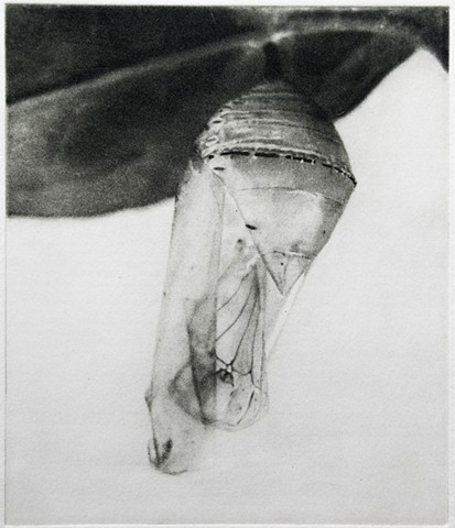 An empty monarch chrysalis remiains suspended from a leaf. Polymer photogravure by John Pearson.