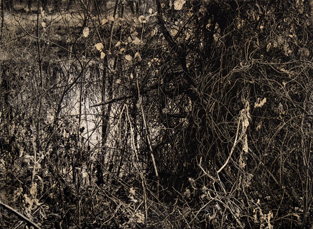 A fall view of a tangle near the banks of the Saint Croix River in William O'Brien State Park, Minnesota. Two-plate polymer photogravure intaglio print on tiepolo paper.