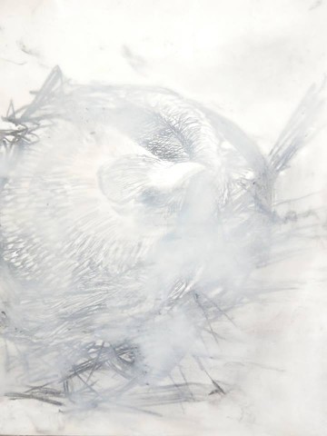 Nesting Period Enlarged