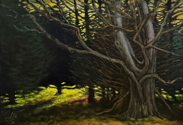 Oak and Cedars