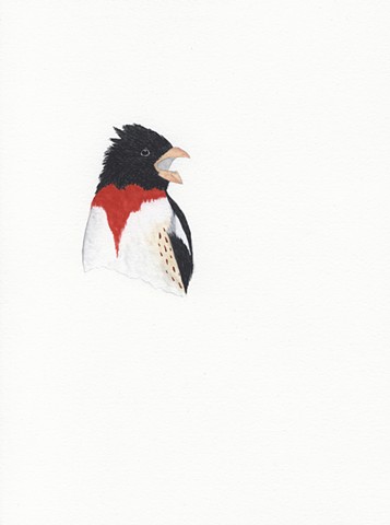 Grosbeak Singing Bird