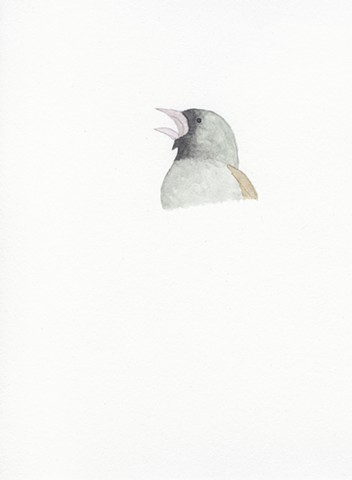 Grey Singing Bird