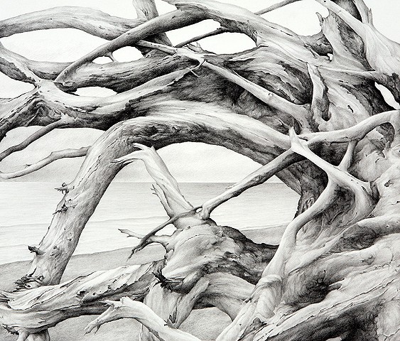 Graphite drawing of driftwood on Pacific Northwest beach