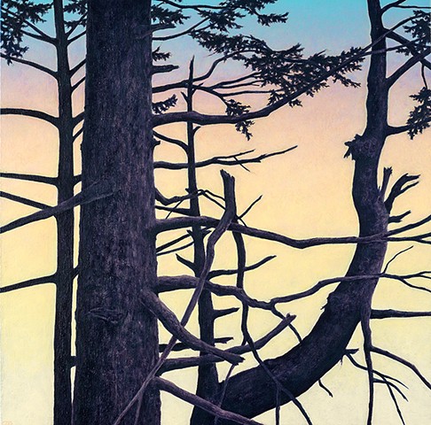 Silhouette of conifer trees at sunset