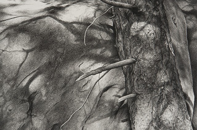 Charcoal drawing of fir tree and shadows on rock