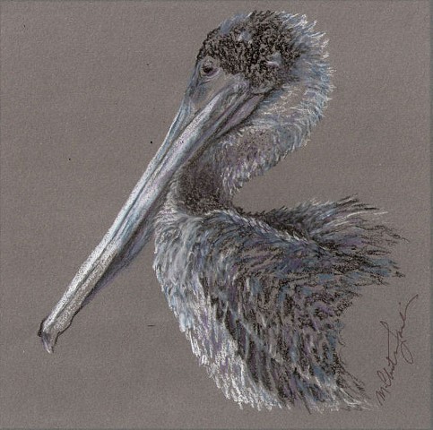 Charcoal and colored pencil drawing of a North American brown pelican by M. Christine Landis