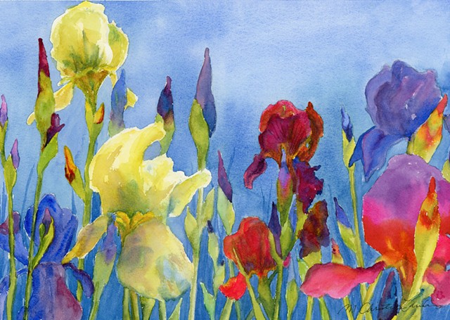 colorful watercolor painting of yellow, blue and red irises or flags by M Christine Landis