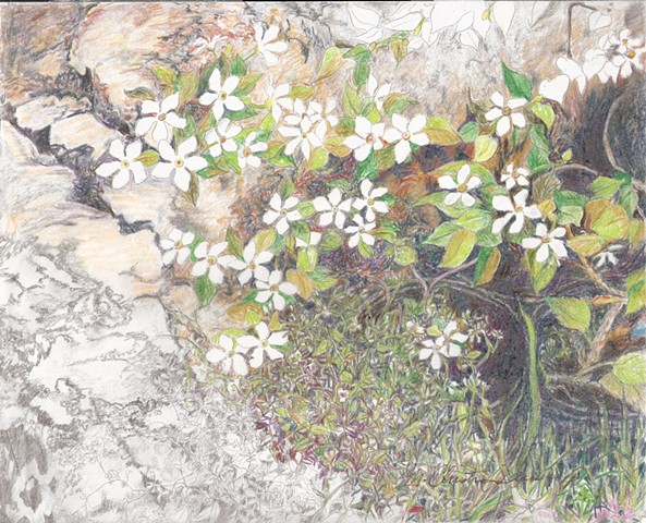 graphite and colored pencils drawing of snowdrop flowers in a rock garden by M Christine Landis