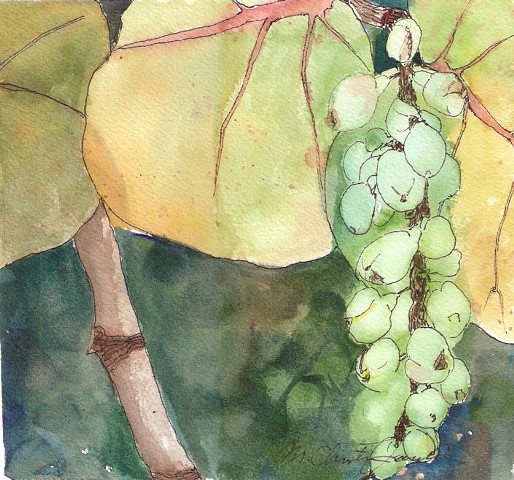 watercolor painting of sea grape leaves and berries by M Christine Landis