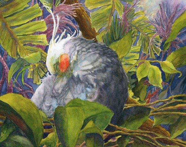 watercolor painting of sleeping cockatiel in tropical foliage at Brevard County Zoo by M Christine Landis