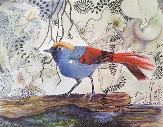 Red-tailed Laughing Thrush, beautiful red and blue bird painting in watercolors, markers, ink on 140 lb watercolor paper by M. Christine Landis