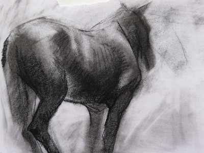 Horse Study form Animal Study's 