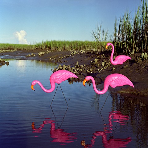 Caribbean Flamingos, Everglades National Park