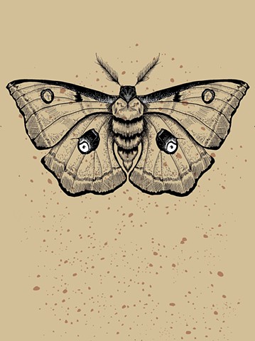 Moth + Freckles