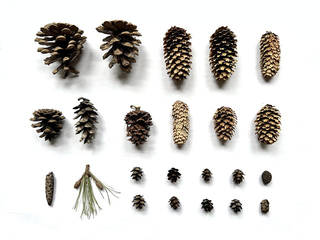 Pinecones of the Midwest (Ongoing)