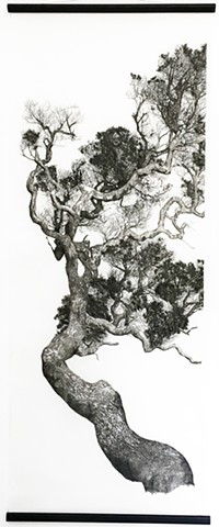 drawing, japanese paper, paperbark, landscape, tree, australia, artist