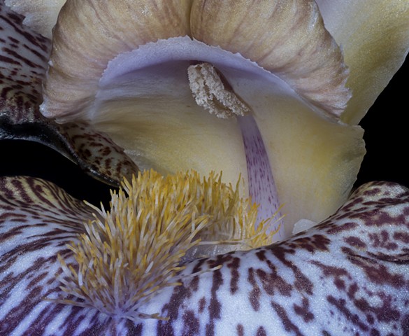 Bearded Iris 6 Magnified